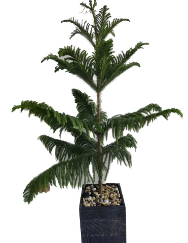 Araucaria Heterophylla With Pot