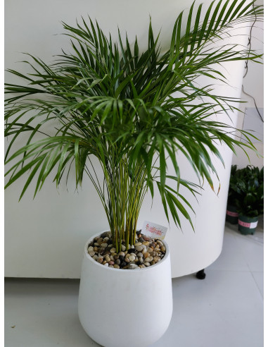 Areca Palm With White Pot