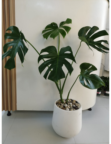 Monstera With White Pot