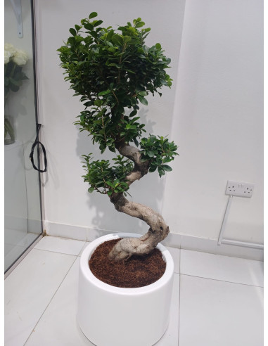 bonsai plant