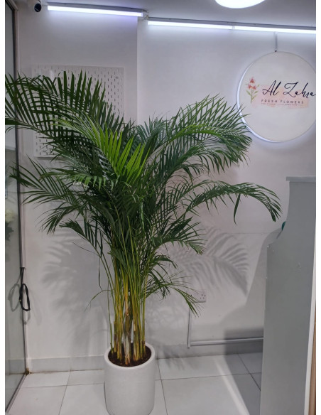 areca palm plant