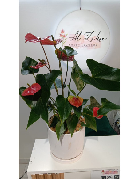 red anthurium plant